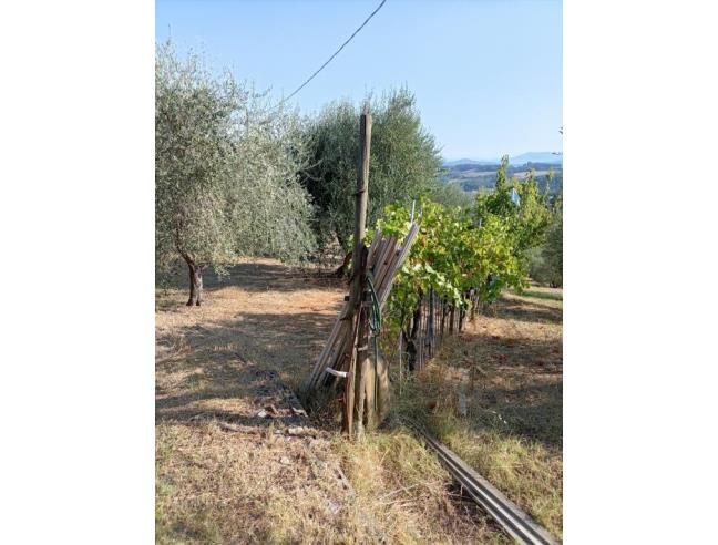 Anteprima foto 3 - Terreno Agricolo/Coltura in Affitto a Lastra a Signa - Ginestra Fiorentina