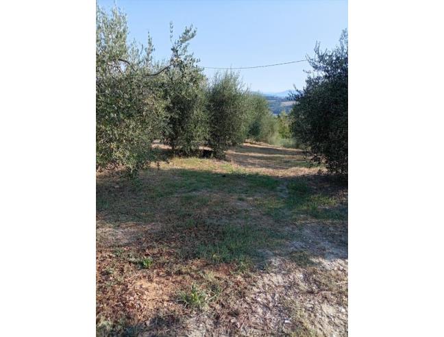 Anteprima foto 4 - Terreno Agricolo/Coltura in Affitto a Lastra a Signa - Ginestra Fiorentina