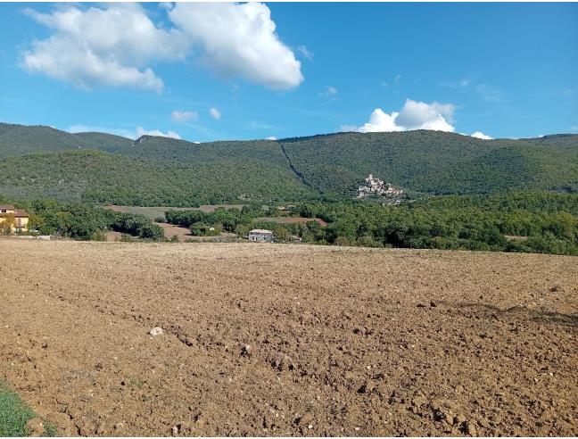 Anteprima foto 3 - Terreno Agricolo/Coltura in Affitto a Massa Martana - Colpetrazzo