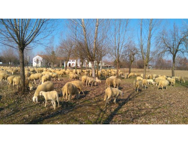 Anteprima foto 6 - Terreno Agricolo/Coltura in Affitto a Mirano (Venezia)