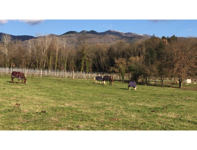 Anteprima foto 2 - Terreno Agricolo/Coltura in Affitto a Reggello (Firenze)