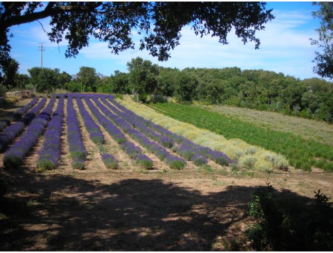 Anteprima foto 1 - Terreno Agricolo/Coltura in Vendita a Aggius (Sassari)