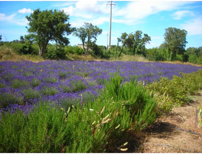 Anteprima foto 2 - Terreno Agricolo/Coltura in Vendita a Aggius (Sassari)