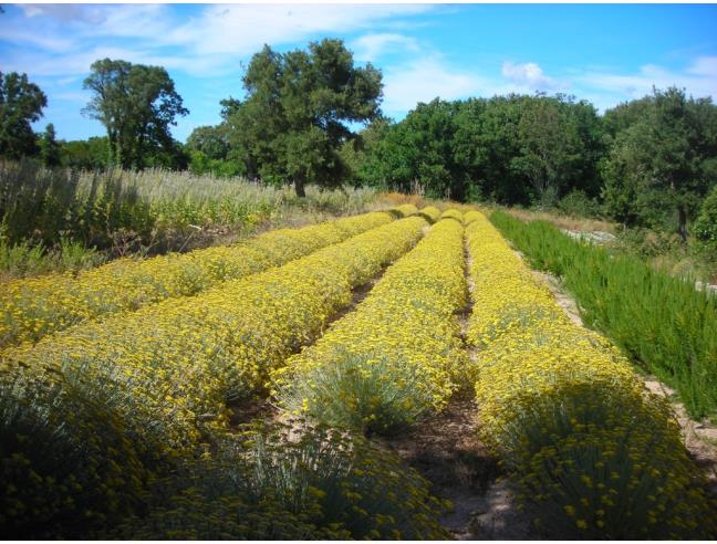 Anteprima foto 4 - Terreno Agricolo/Coltura in Vendita a Aggius (Sassari)