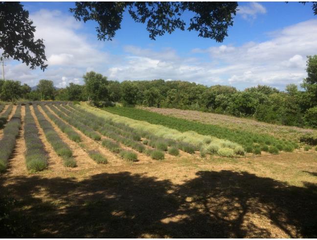 Anteprima foto 7 - Terreno Agricolo/Coltura in Vendita a Aggius (Sassari)