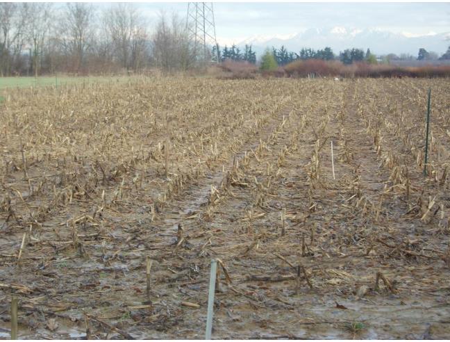 Anteprima foto 6 - Terreno Agricolo/Coltura in Vendita a Agrate Brianza - Cascina Morosina