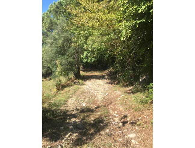 Anteprima foto 3 - Terreno Agricolo/Coltura in Vendita a Ailano (Caserta)