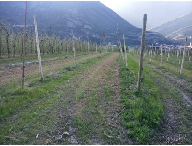 Anteprima foto 3 - Terreno Agricolo/Coltura in Vendita a Aldeno (Trento)