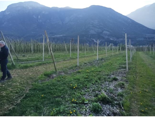 Anteprima foto 6 - Terreno Agricolo/Coltura in Vendita a Aldeno (Trento)