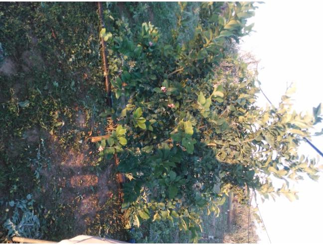 Anteprima foto 2 - Terreno Agricolo/Coltura in Vendita a Alezio (Lecce)