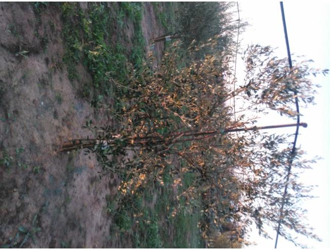 Anteprima foto 4 - Terreno Agricolo/Coltura in Vendita a Alezio (Lecce)