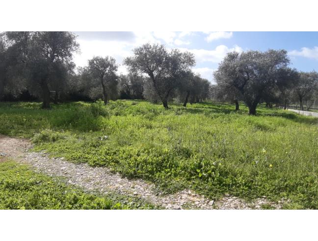 Anteprima foto 2 - Terreno Agricolo/Coltura in Vendita a Alghero (Sassari)