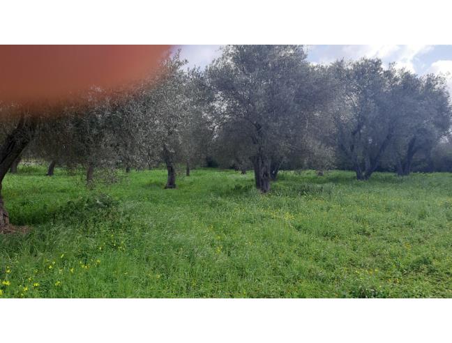 Anteprima foto 3 - Terreno Agricolo/Coltura in Vendita a Alghero (Sassari)