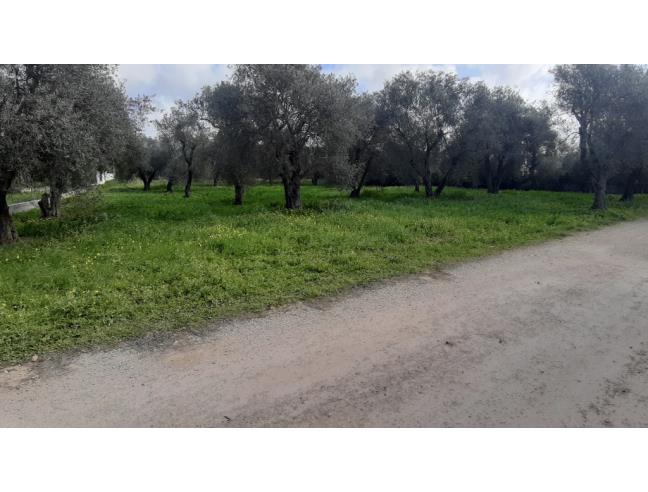 Anteprima foto 4 - Terreno Agricolo/Coltura in Vendita a Alghero (Sassari)