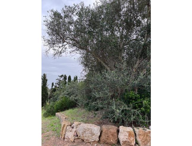 Anteprima foto 5 - Terreno Agricolo/Coltura in Vendita a Alghero (Sassari)