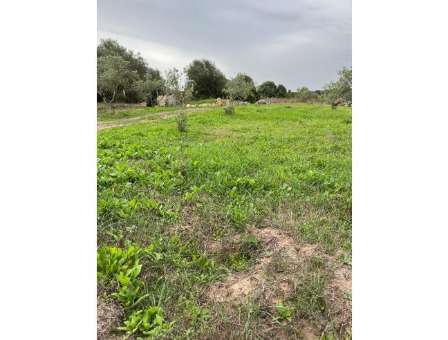 Anteprima foto 7 - Terreno Agricolo/Coltura in Vendita a Alghero (Sassari)