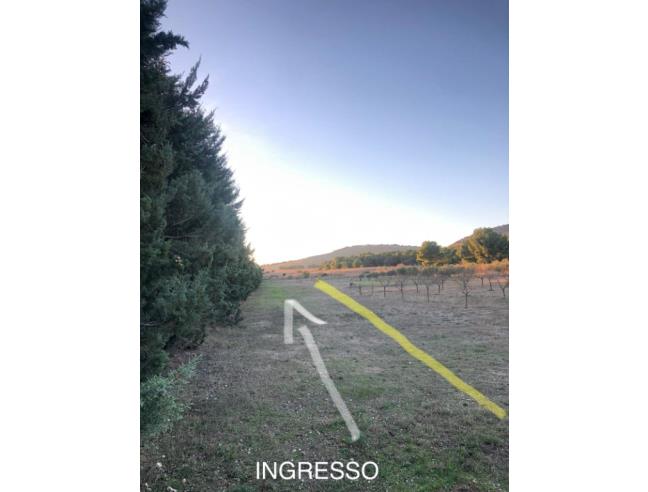 Anteprima foto 5 - Terreno Agricolo/Coltura in Vendita a Altamura (Bari)