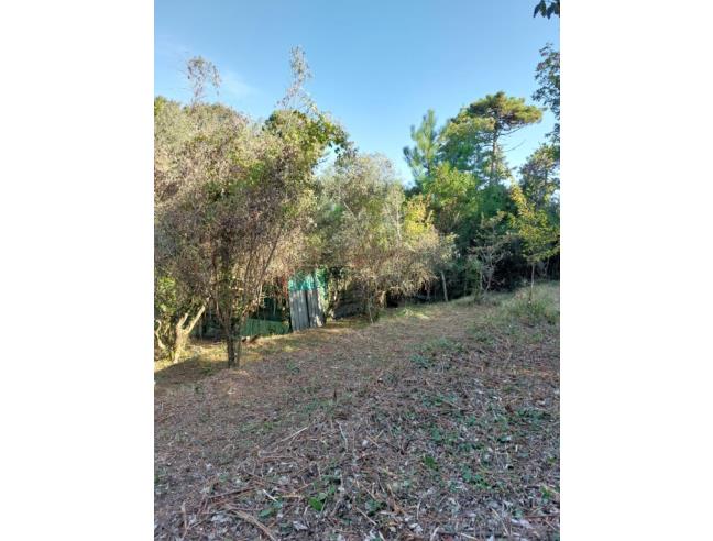 Anteprima foto 1 - Terreno Agricolo/Coltura in Vendita a Ameglia - Montemarcello