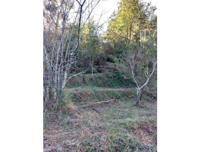 Anteprima foto 3 - Terreno Agricolo/Coltura in Vendita a Ameglia - Montemarcello