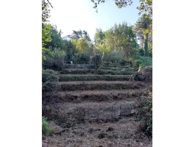 Anteprima foto 6 - Terreno Agricolo/Coltura in Vendita a Ameglia - Montemarcello