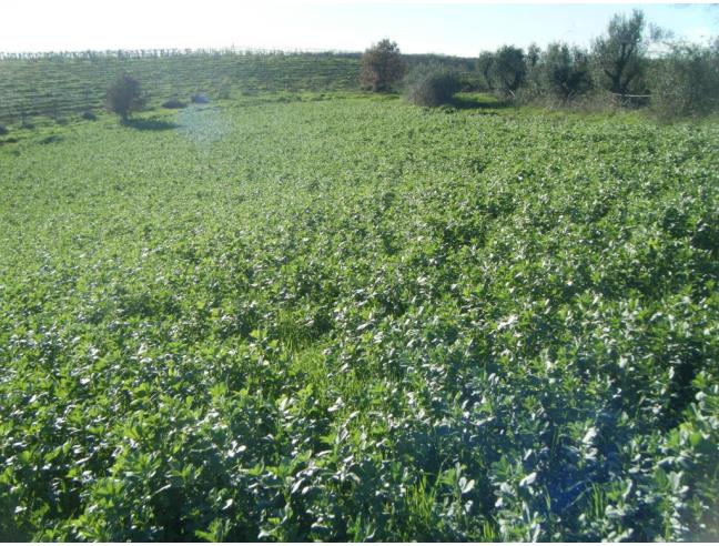 Anteprima foto 1 - Terreno Agricolo/Coltura in Vendita a Aprilia - Campoleone