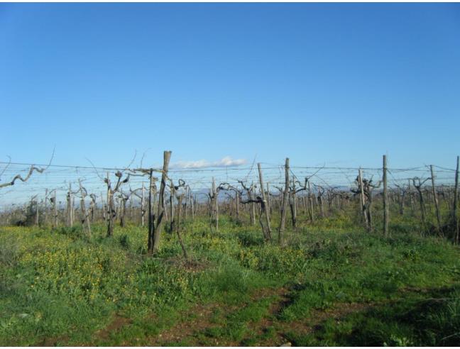 Anteprima foto 2 - Terreno Agricolo/Coltura in Vendita a Aprilia - Campoleone