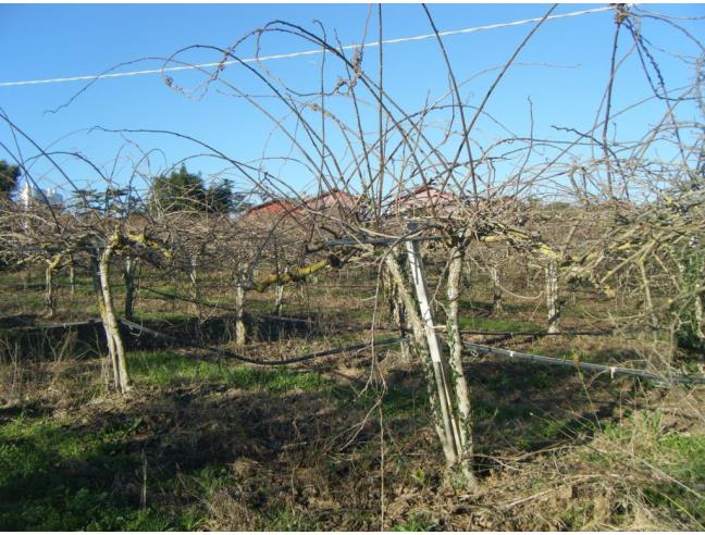 Anteprima foto 4 - Terreno Agricolo/Coltura in Vendita a Aprilia - Campoleone