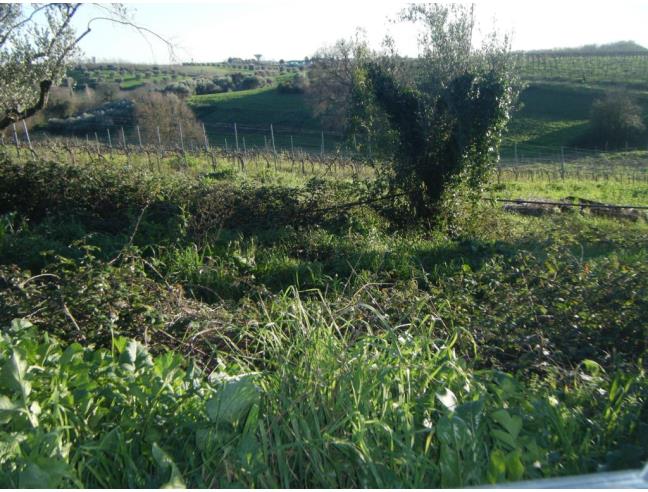 Anteprima foto 7 - Terreno Agricolo/Coltura in Vendita a Aprilia - Campoleone