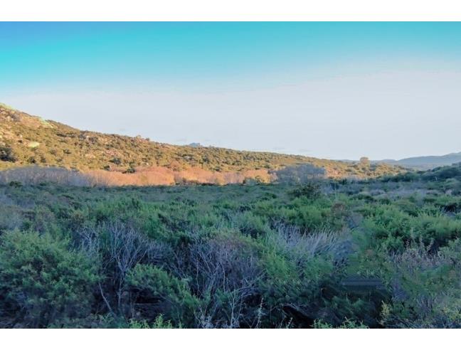 Anteprima foto 5 - Terreno Agricolo/Coltura in Vendita a Arzachena (Sassari)