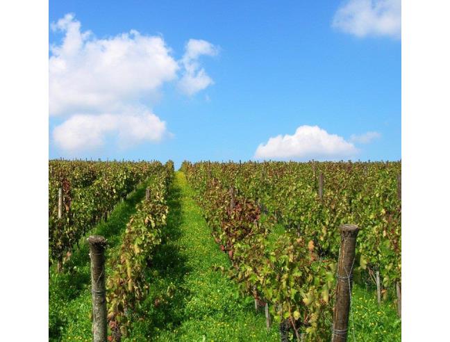 Anteprima foto 1 - Terreno Agricolo/Coltura in Vendita a Barile (Potenza)