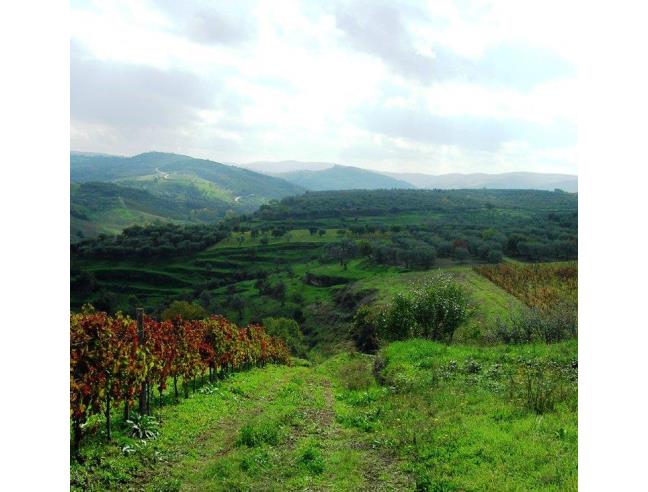 Anteprima foto 2 - Terreno Agricolo/Coltura in Vendita a Barile (Potenza)
