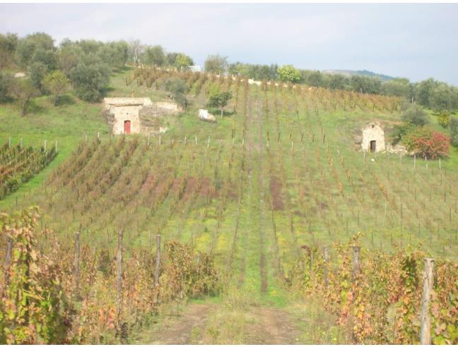 Anteprima foto 5 - Terreno Agricolo/Coltura in Vendita a Barile (Potenza)
