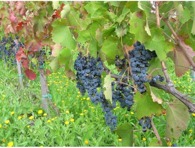 Anteprima foto 6 - Terreno Agricolo/Coltura in Vendita a Barile (Potenza)
