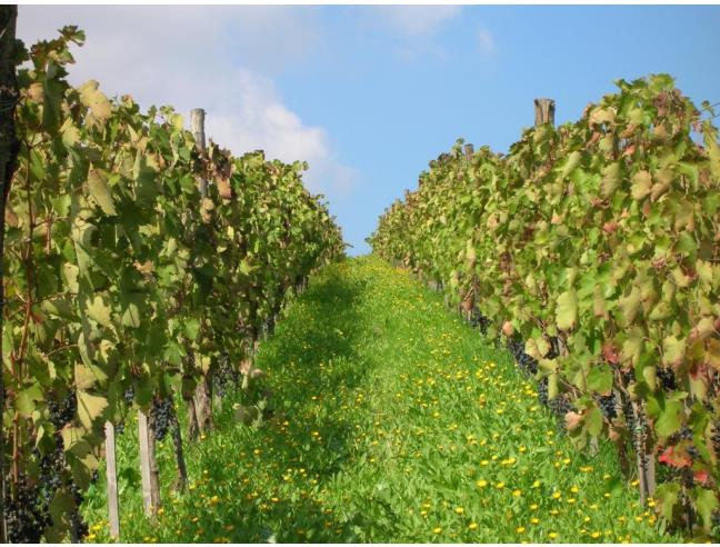 Anteprima foto 7 - Terreno Agricolo/Coltura in Vendita a Barile (Potenza)