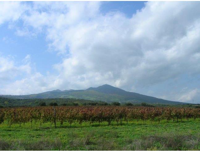 Anteprima foto 8 - Terreno Agricolo/Coltura in Vendita a Barile (Potenza)