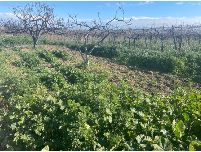 Anteprima foto 4 - Terreno Agricolo/Coltura in Vendita a Barletta (Barletta-Andria-Trani)