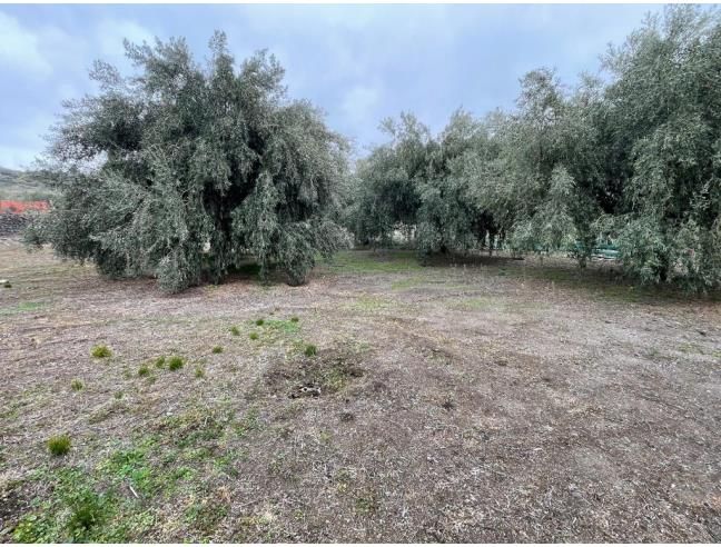 Anteprima foto 6 - Terreno Agricolo/Coltura in Vendita a Biancavilla (Catania)