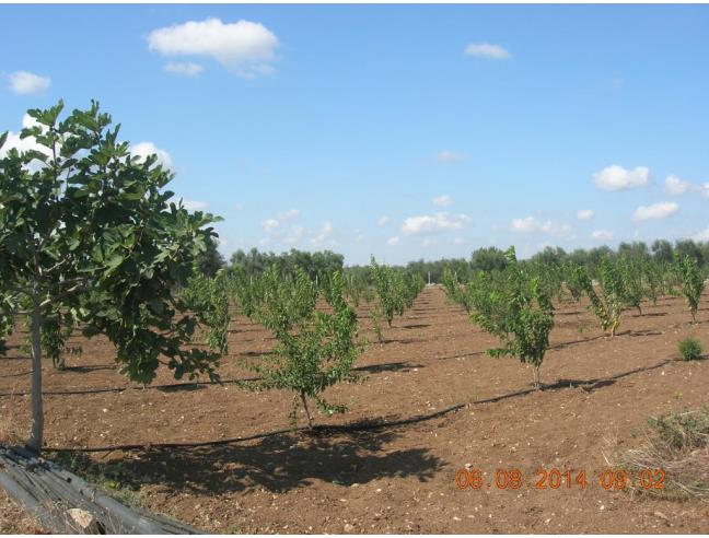 Anteprima foto 1 - Terreno Agricolo/Coltura in Vendita a Bitonto (Bari)