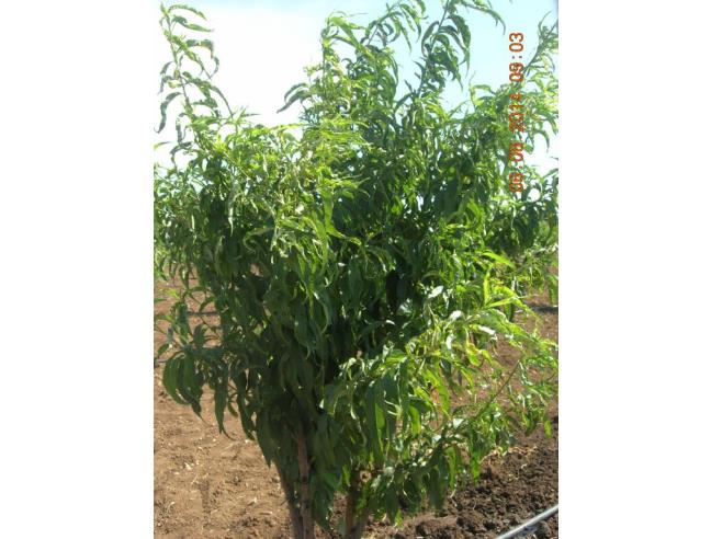 Anteprima foto 2 - Terreno Agricolo/Coltura in Vendita a Bitonto (Bari)