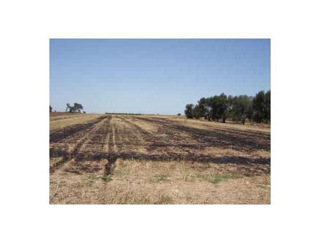 Anteprima foto 1 - Terreno Agricolo/Coltura in Vendita a Brindisi (Brindisi)