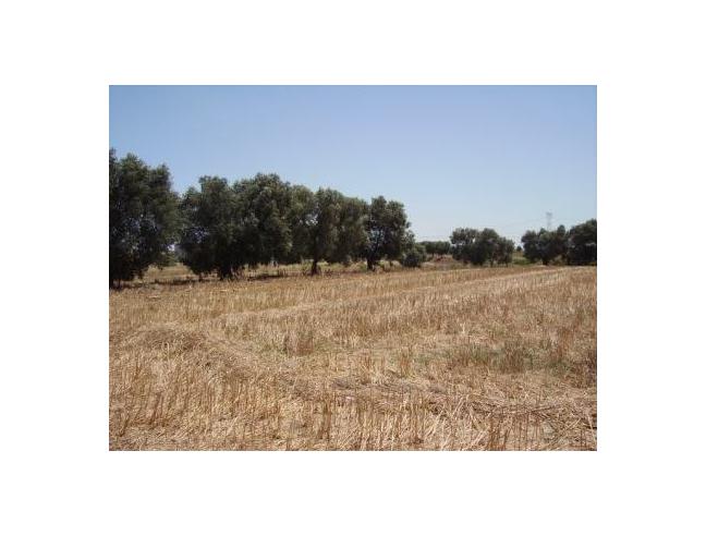 Anteprima foto 3 - Terreno Agricolo/Coltura in Vendita a Brindisi (Brindisi)