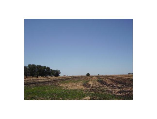 Anteprima foto 5 - Terreno Agricolo/Coltura in Vendita a Brindisi (Brindisi)
