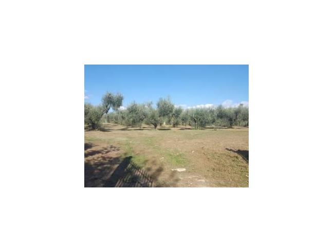 Anteprima foto 2 - Terreno Agricolo/Coltura in Vendita a Caianello - Montano