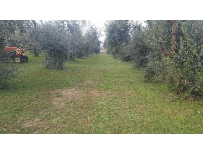Anteprima foto 4 - Terreno Agricolo/Coltura in Vendita a Caianello - Montano