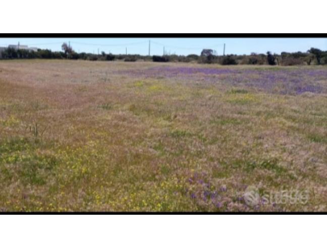 Anteprima foto 3 - Terreno Agricolo/Coltura in Vendita a Calasetta (Sud Sardegna)