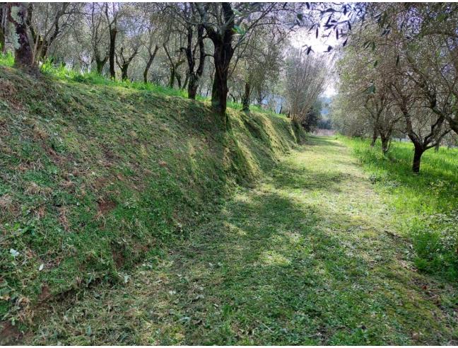 Anteprima foto 5 - Terreno Agricolo/Coltura in Vendita a Camaiore - Pieve Di Camaiore