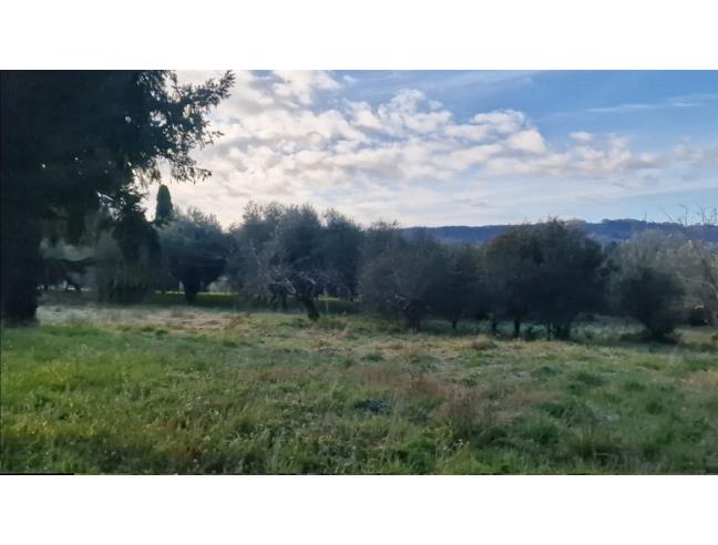 Anteprima foto 7 - Terreno Agricolo/Coltura in Vendita a Camaiore - Pieve Di Camaiore