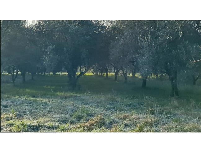 Anteprima foto 8 - Terreno Agricolo/Coltura in Vendita a Camaiore - Pieve Di Camaiore