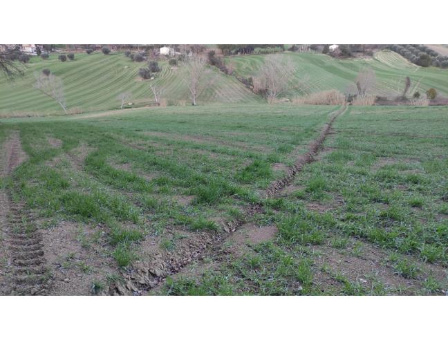 Anteprima foto 3 - Terreno Agricolo/Coltura in Vendita a Camerano (Ancona)