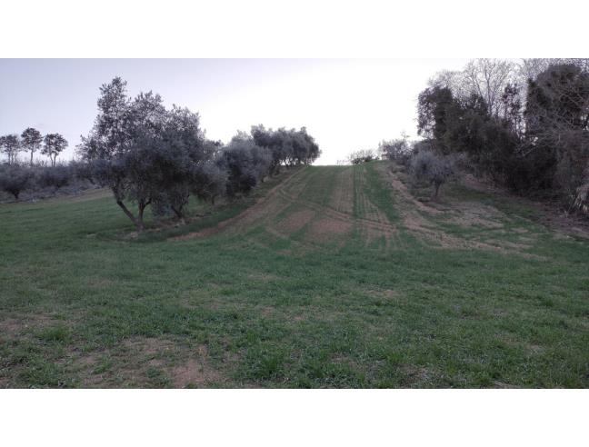 Anteprima foto 4 - Terreno Agricolo/Coltura in Vendita a Camerano (Ancona)